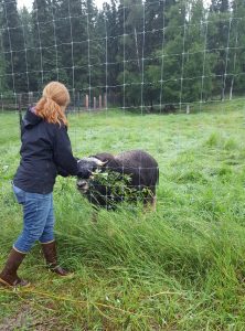 Tour guide, Alisha, encourages a musk ox to come closer to the fence.